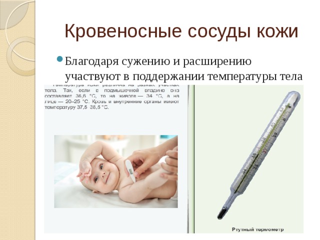 Кровеносные сосуды кожи Благодаря сужению и расширению участвуют в поддержании температуры тела 
