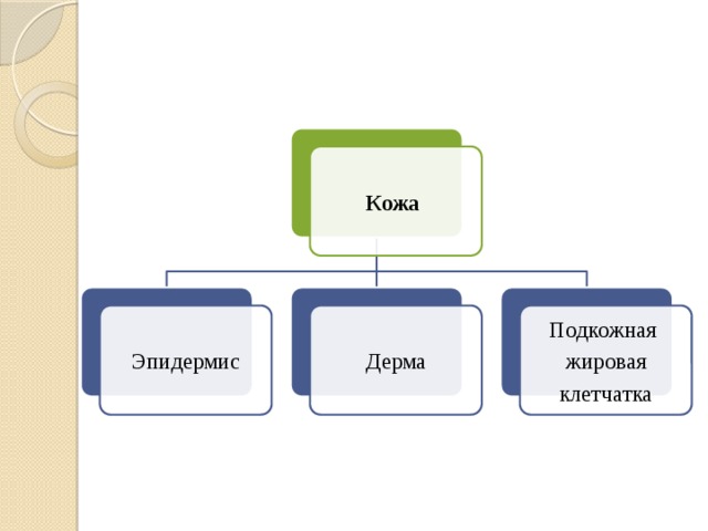 Кожа Эпидермис Дерма Подкожная жировая клетчатка 