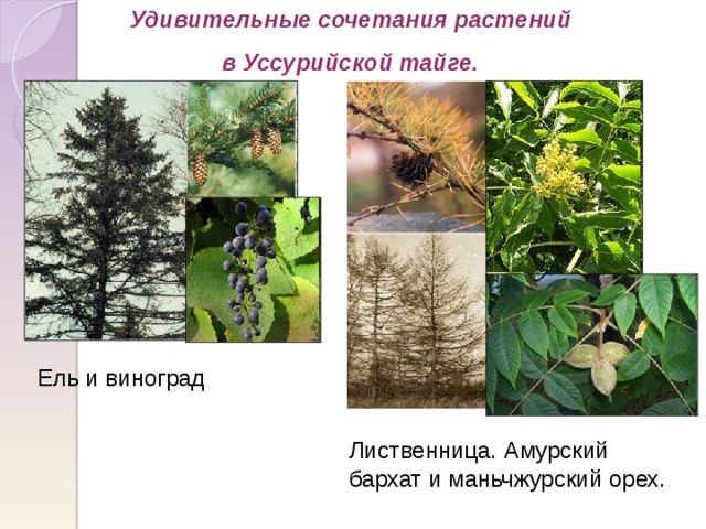 Удивительные сочетания растений  в Уссурийской тайге. Ель и виноград Лиственница. Амурский бархат и маньчжурский орех. 
