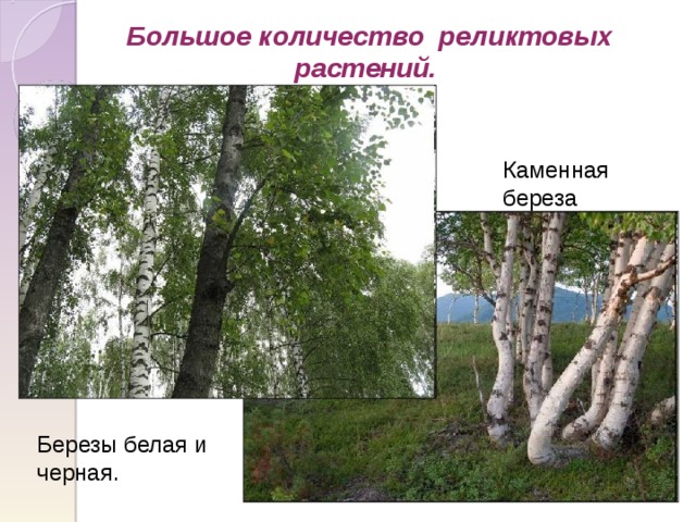 Большое количество реликтовых растений.  Каменная береза Березы белая и черная. 