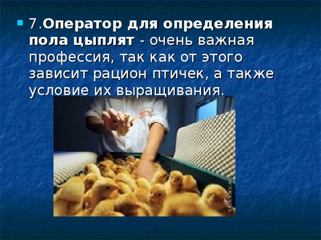 7. Оператор для определения пола цыплят  - очень важная профессия, так как от этого зависит рацион птичек, а также условие их выращивания. 