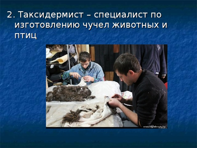 2. Таксидермист – специалист по изготовлению чучел животных и птиц  