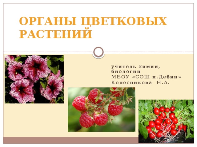 ОРГАНЫ ЦВЕТКОВЫХ РАСТЕНИЙ учитель химии, биологии МБОУ «СОШ п.Дебин» Колесникова Н.А.  