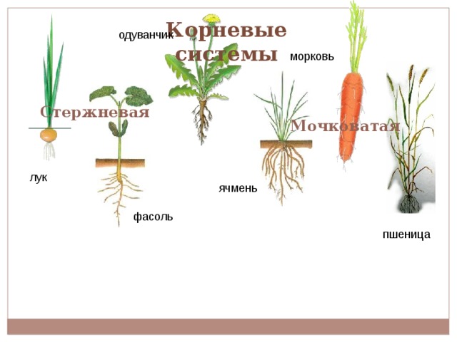 Корневые системы одуванчик морковь Стержневая   Мочковатая лук ячмень фасоль пшеница  