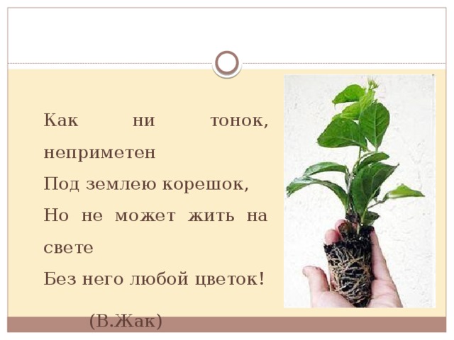 Как ни тонок, неприметен Под землею корешок, Но не может жить на свете Без него любой цветок!   (В.Жак) 