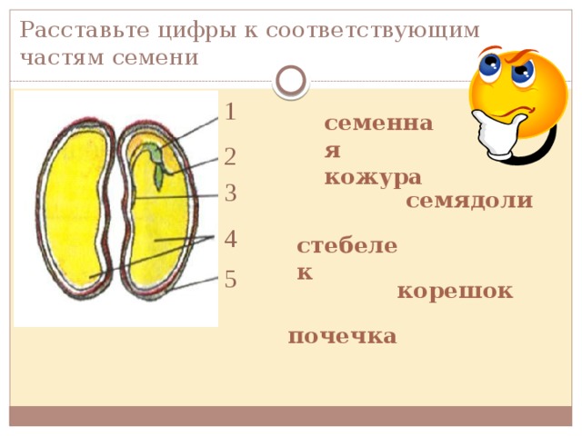 Расставьте цифры к соответствующим частям семени 1 семенная кожура 2 3 семядоли 4 стебелек 5 корешок почечка 