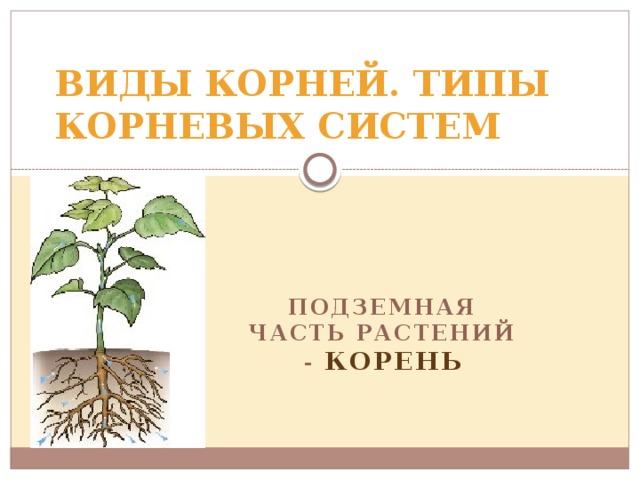 ВИДЫ КОРНЕЙ. ТИПЫ КОРНЕВЫХ СИСТЕМ Подземная часть растений - корень 