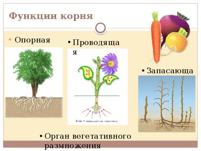 Функции корня Опорная  Проводящая Запасающая Орган вегетативного размножения  