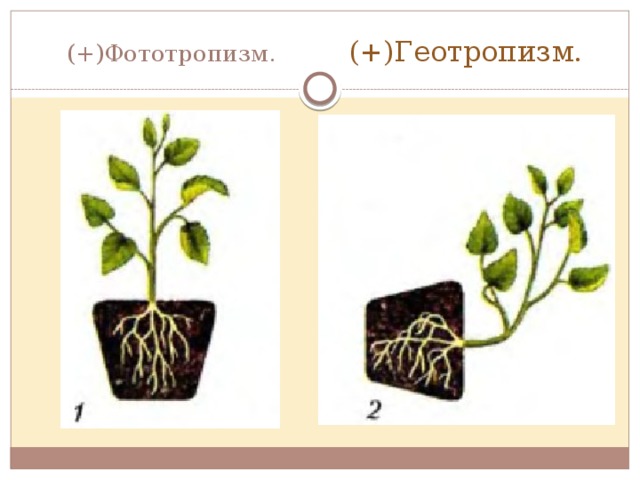 (+)Фототропизм. (+)Геотропизм.  