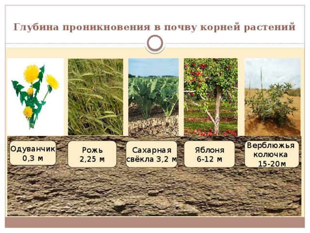 Глубина проникновения в почву корней растений Рожь Одуванчик Верблюжья Яблоня Сахарная 0,3 м 2,25 м свёкла 3,2 м колючка 6-12 м 15-20м 