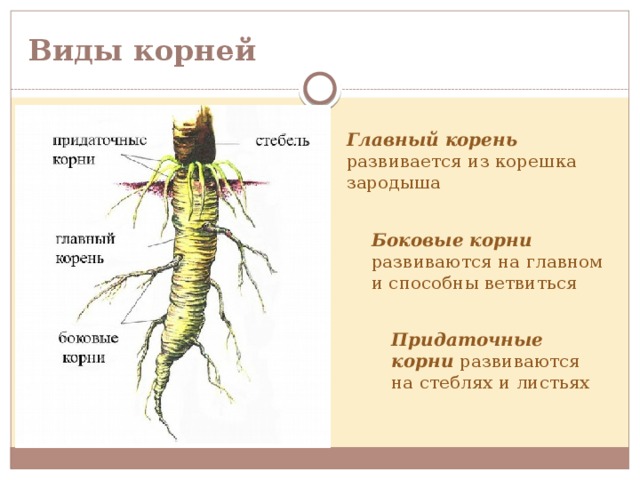 Виды корней Главный корень развивается из корешка зародыша Боковые корни развиваются на главном и способны ветвиться Придаточные корни развиваются на стеблях и листьях  
