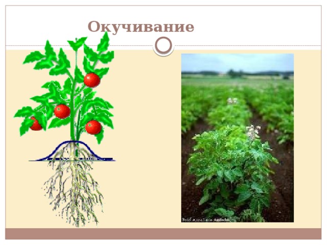 Окучивание  