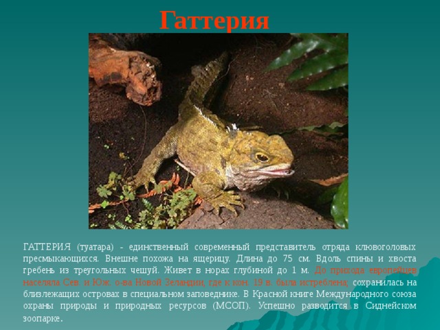Гаттерия  ГАТТЕРИЯ (туатара) - единственный современный представитель отряда клювоголовых пресмыкающихся. Внешне похожа на ящерицу. Длина до 75 см. Вдоль спины и хвоста гребень из треугольных чешуй. Живет в норах глубиной до 1 м. До прихода европейцев населяла Сев. и Юж. о-ва Новой Зеландии, где к кон. 19 в. была истреблена; сохранилась на близлежащих островах в специальном заповеднике. В Красной книге Международного союза охраны природы и природных ресурсов (МСОП). Успешно разводится в Сиднейском зоопарке .  