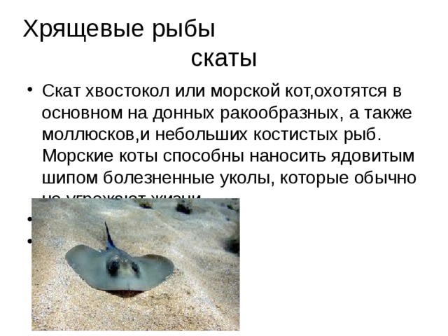Хрящевые рыбы скаты Скат хвостокол или морской кот,охотятся в основном на донных ракообразных, а также моллюсков,и небольших костистых рыб. Морские коты способны наносить ядовитым шипом болезненные уколы, которые обычно не угрожают жизни. 