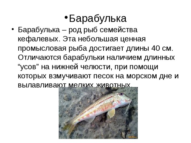 Барабулька Барабулька – род рыб семейства кефалевых. Эта небольшая ценная промысловая рыба достигает длины 40 см. Отличаются барабульки наличием длинных “усов” на нижней челюсти, при помощи которых взмучивают песок на морском дне и вылавливают мелких животных. 