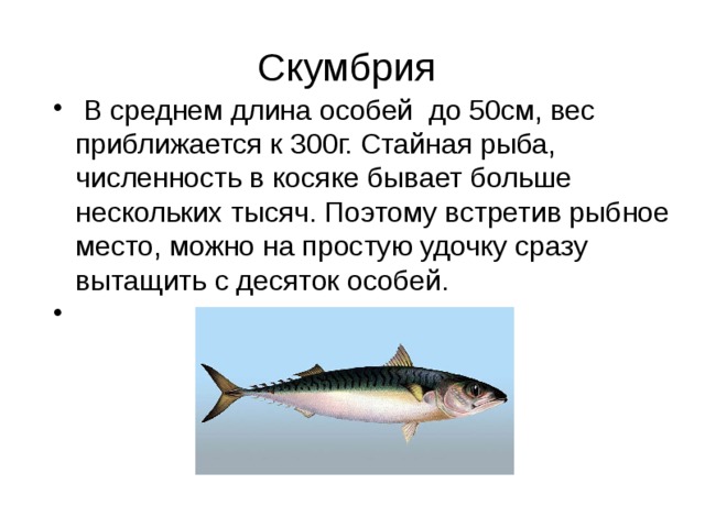 Скумбрия  В среднем длина особей до 50см, вес приближается к 300г. Стайная рыба, численность в косяке бывает больше нескольких тысяч. Поэтому встретив рыбное место, можно на простую удочку сразу вытащить с десяток особей. 