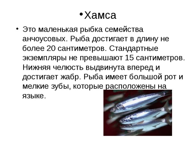 Хамса Это маленькая рыбка семейства анчоусовых. Рыба достигает в длину не более 20 сантиметров. Стандартные экземпляры не превышают 15 сантиметров. Нижняя челюсть выдвинута вперед и достигает жабр. Рыба имеет большой рот и мелкие зубы, которые расположены на языке. 