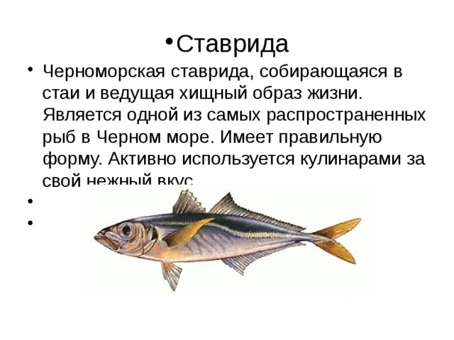 Ставрида Черноморская ставрида, собирающаяся в стаи и ведущая хищный образ жизни. Является одной из самых распространенных рыб в Черном море. Имеет правильную форму. Активно используется кулинарами за свой нежный вкус. 