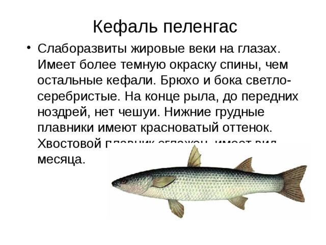 Кефаль пеленгас Слаборазвиты жировые веки на глазах. Имеет более темную окраску спины, чем остальные кефали. Брюхо и бока светло-серебристые. На конце рыла, до передних ноздрей, нет чешуи. Нижние грудные плавники имеют красноватый оттенок. Хвостовой плавник сглажен, имеет вид месяца. 