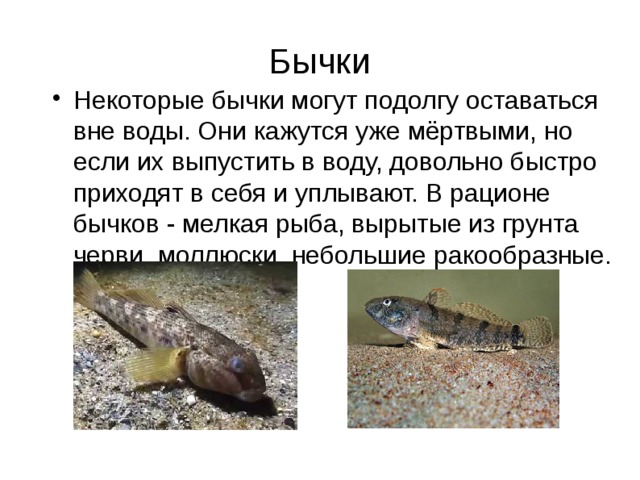 Бычки Некоторые бычки могут подолгу оставаться вне воды. Они кажутся уже мёртвыми, но если их выпустить в воду, довольно быстро приходят в себя и уплывают. В рационе бычков - мелкая рыба, вырытые из грунта черви, моллюски, небольшие ракообразные. 