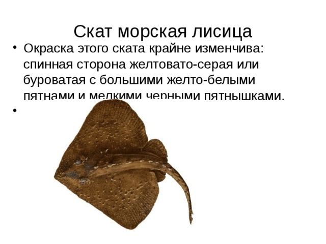 Скат морская лисица Окраска этого ската крайне изменчива: спинная сторона желтовато-серая или буроватая с большими желто-белыми пятнами и мелкими черными пятнышками. 