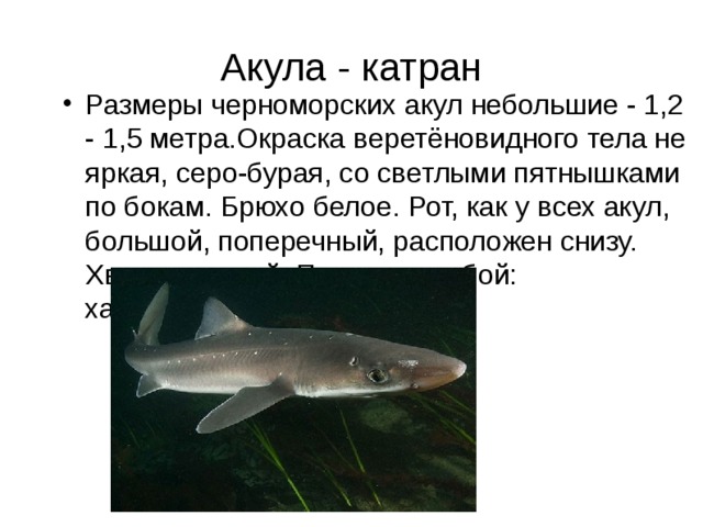 Акула - катран Размеры черноморских акул небольшие - 1,2 - 1,5 метра.Окраска веретёновидного тела не яркая, серо-бурая, со светлыми пятнышками по бокам. Брюхо белое. Рот, как у всех акул, большой, поперечный, расположен снизу. Хвост мощный. Питается рыбой: хамсой,тюлькой. 