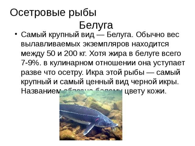 Осетровые рыбы Белуга Самый крупный вид — Белуга. Обычно вес вылавливаемых экземпляров находится между 50 и 200 кг. Хотя жира в белуге всего 7-9%. в кулинарном отношении она уступает разве что осетру. Икра этой рыбы — самый крупный и самый ценный вид черной икры. Названием обязана белому цвету кожи. 