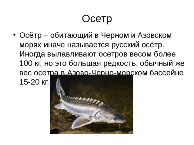 Осетр Осётр – обитающий в Черном и Азовском морях иначе называется русский осётр. Иногда вылавливают осетров весом более 100 кг, но это большая редкость, обычный же вес осетра в Азово-Черно-морском бассейне 15-20 кг. 
