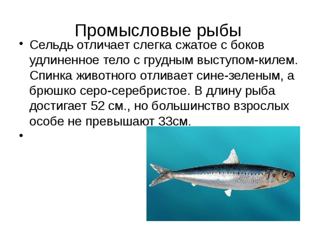 Промысловые рыбы Сельдь отличает слегка сжатое с боков удлиненное тело с грудным выступом-килем. Спинка животного отливает сине-зеленым, а брюшко серо-серебристое. В длину рыба достигает 52 см., но большинство взрослых особе не превышают 33см. 