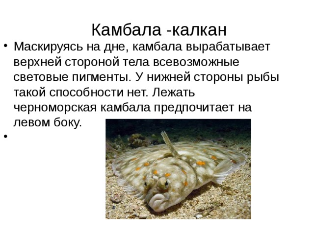Камбала -калкан Маскируясь на дне, камбала вырабатывает верхней стороной тела всевозможные световые пигменты. У нижней стороны рыбы такой способности нет. Лежать черноморская камбала предпочитает на левом боку. 