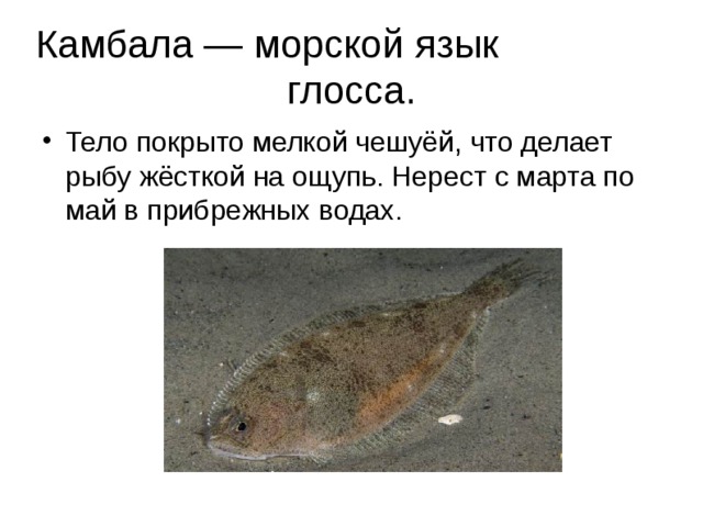 Камбала — морской язык глосса. Тело покрыто мелкой чешуёй, что делает рыбу жёсткой на ощупь. Нерест с марта по май в прибрежных водах. 