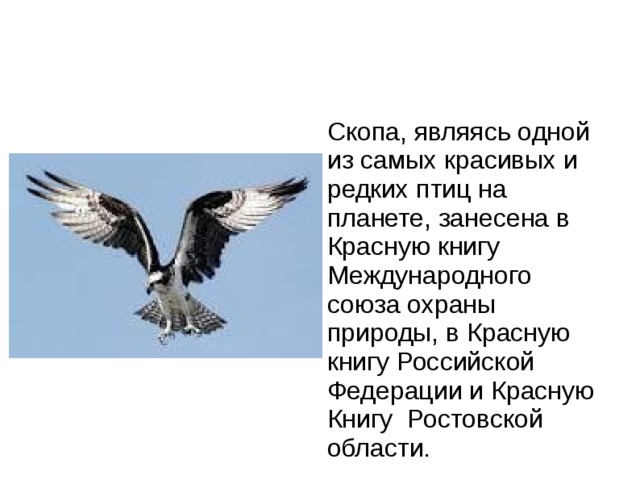 Скопа, являясь одной из самых красивых и редких птиц на планете, занесена в Красную книгу Международного союза охраны природы, в Красную книгу Российской Федерации и Красную Книгу Ростовской области. 