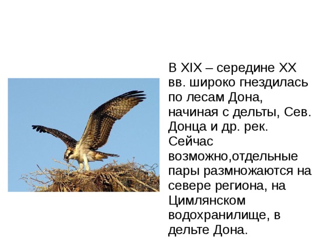 В XIX – середине XX вв. широко гнездилась по лесам Дона, начиная с дельты, Сев. Донца и др. рек. Сейчас возможно,отдельные пары размножаются на севере региона, на Цимлянском водохранилище, в дельте Дона. 