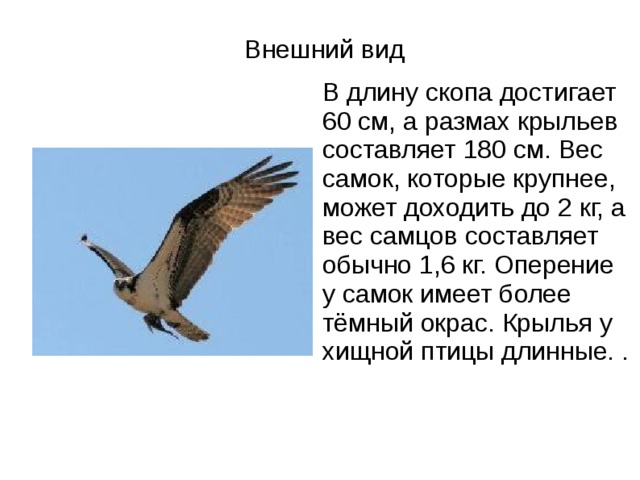 Внешний вид В длину скопа достигает 60 см, а размах крыльев составляет 180 см. Вес самок, которые крупнее, может доходить до 2 кг, а вес самцов составляет обычно 1,6 кг. Оперение у самок имеет более тёмный окрас. Крылья у хищной птицы длинные. . 