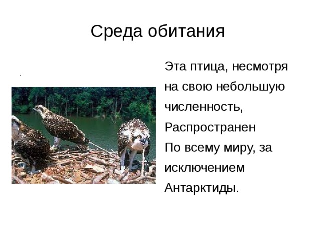 Среда обитания Эта птица, несмотря на свою небольшую численность, Распространен По всему миру, за исключением Антарктиды. . Среда обитания Эта птица, несмотря на с 