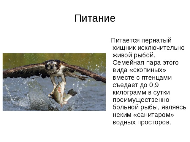 Питание  Питается пернатый хищник исключительно живой рыбой. Семейная пара этого вида «скопиных» вместе с птенцами съедает до 0,9 килограмм в сутки преимущественно больной рыбы, являясь неким «санитаром» водных просторов. 