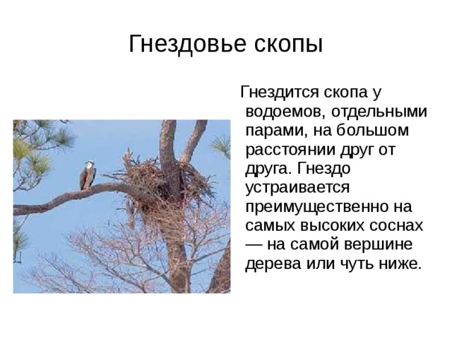 Гнездовье скопы  Гнездится скопа у водоемов, отдельными парами, на большом расстоянии друг от друга. Гнездо устраивается преимущественно на самых высоких соснах — на самой вершине дерева или чуть ниже. 