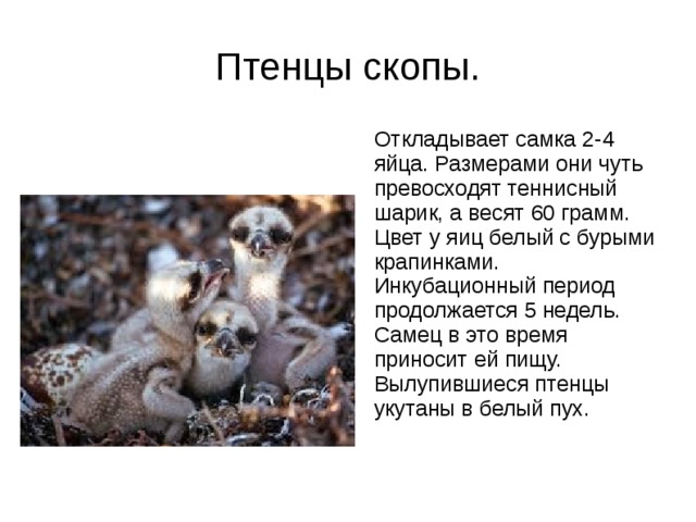 Птенцы скопы.  Откладывает самка 2-4 яйца. Размерами они чуть превосходят теннисный шарик, а весят 60 грамм. Цвет у яиц белый с бурыми крапинками. Инкубационный период продолжается 5 недель. Самец в это время приносит ей пищу. Вылупившиеся птенцы укутаны в белый пух. 