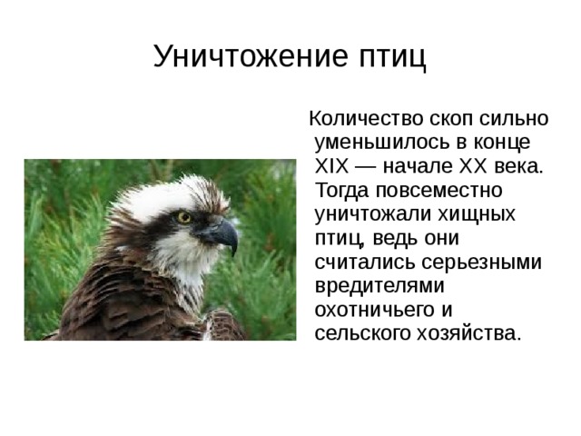 Уничтожение птиц  Количество скоп сильно уменьшилось в конце XIX — начале XX века. Тогда повсеместно уничтожали хищных птиц, ведь они считались серьезными вредителями охотничьего и сельского хозяйства. 