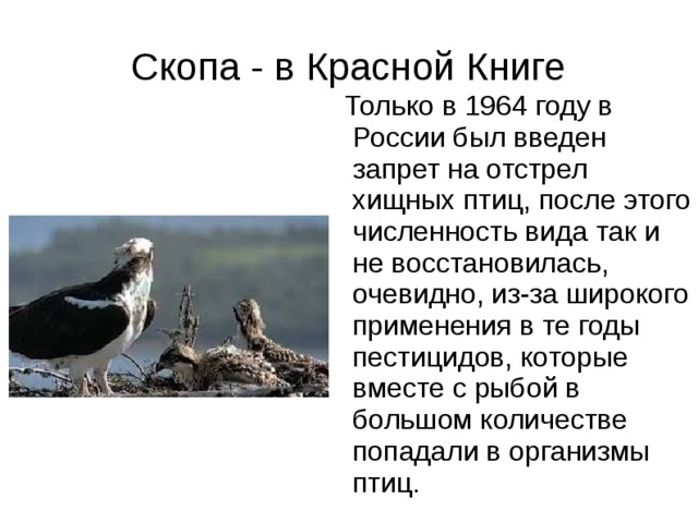 Скопа - в Красной Книге  Только в 1964 году в России был введен запрет на отстрел хищных птиц, после этого численность вида так и не восстановилась, очевидно, из-за широкого применения в те годы пестицидов, которые вместе с рыбой в большом количестве попадали в организмы птиц. 