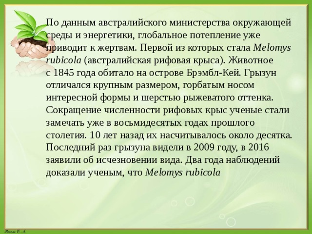 По данным австралийского министерства окружающей среды и энергетики, глобальное потепление уже приводит к жертвам. Первой из которых стала Melomys rubicola (австралийская рифовая крыса). Животное с 1845 года обитало на острове Брэмбл-Кей. Грызун отличался крупным размером, горбатым носом интересной формы и шерстью рыжеватого оттенка. Сокращение численности рифовых крыс ученые стали замечать уже в восьмидесятых годах прошлого столетия. 10 лет назад их насчитывалось около десятка. Последний раз грызуна видели в 2009 году, в 2016 заявили об исчезновении вида. Два года наблюдений доказали ученым, что Melomys rubicola 