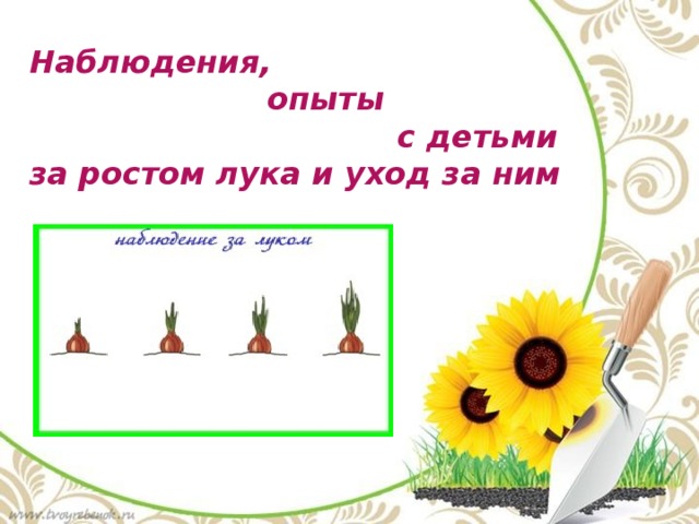 Наблюдения,  опыты  с детьми за ростом лука и уход за ним 
