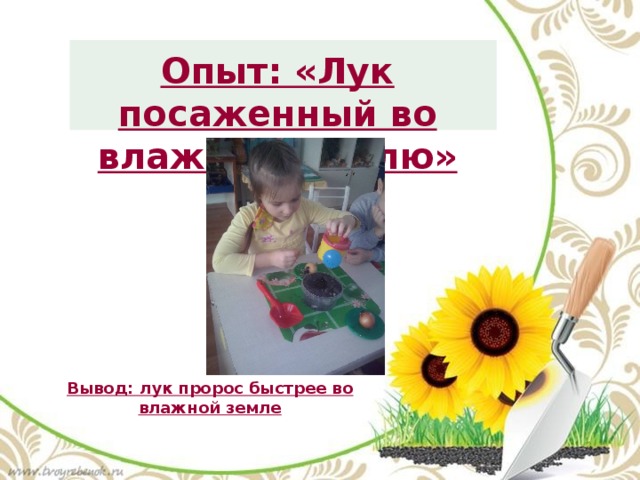 Опыт: «Лук посаженный во влажную землю» Вывод: лук пророс быстрее во влажной земле 