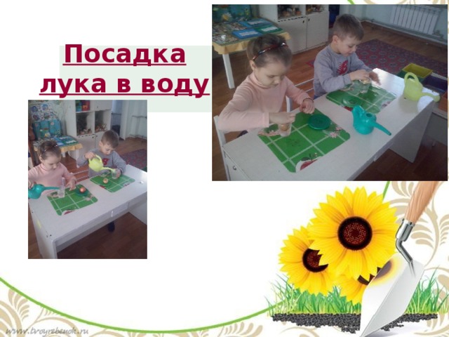 Посадка лука в воду 