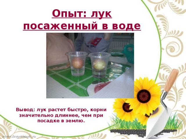 Опыт: лук посаженный в воде Вывод: лук растет быстро, корни значительно длиннее, чем при посадке в землю. 