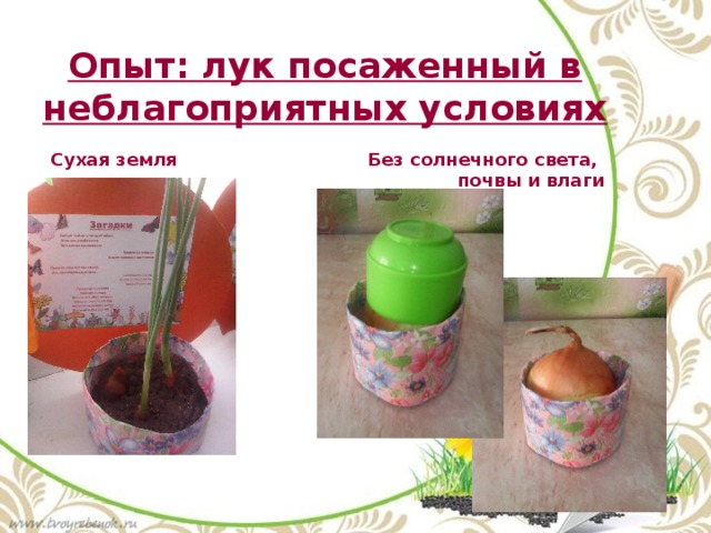 Опыт: лук посаженный в неблагоприятных условиях Сухая земля Без солнечного света, почвы и влаги 