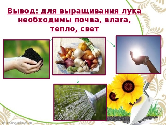 Вывод: для выращивания лука необходимы почва, влага, тепло, свет 