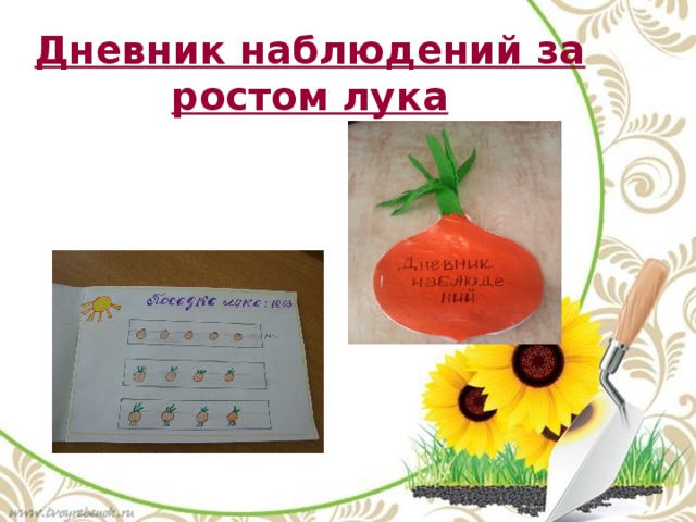 Дневник наблюдений за ростом лука 