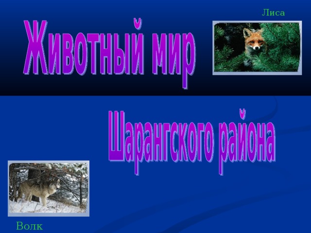 Лиса Волк 