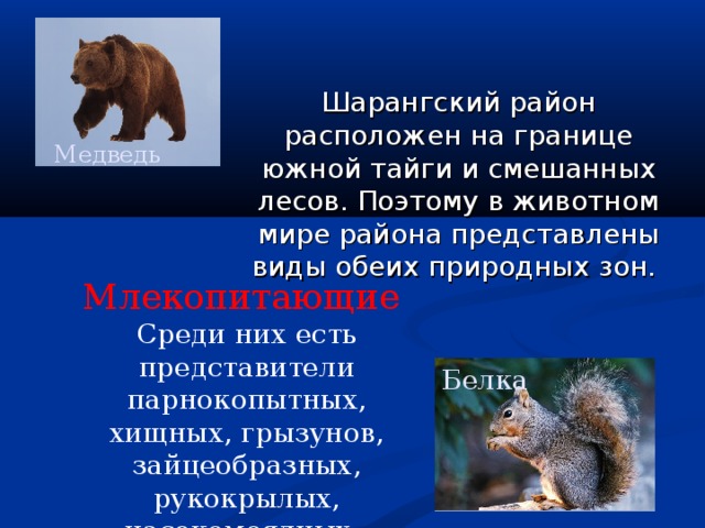 Шарангский район расположен на границе южной тайги и смешанных лесов. Поэтому в животном мире района представлены виды обеих природных зон.   Медведь Млекопитающие  Среди них есть представители парнокопытных, хищных, грызунов, зайцеобразных, рукокрылых, насекомоядных. Белка 